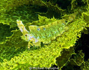 Juvenile Golden Weedfish hiding amongst the kelp, Sydney ... by Michael Gallagher 
